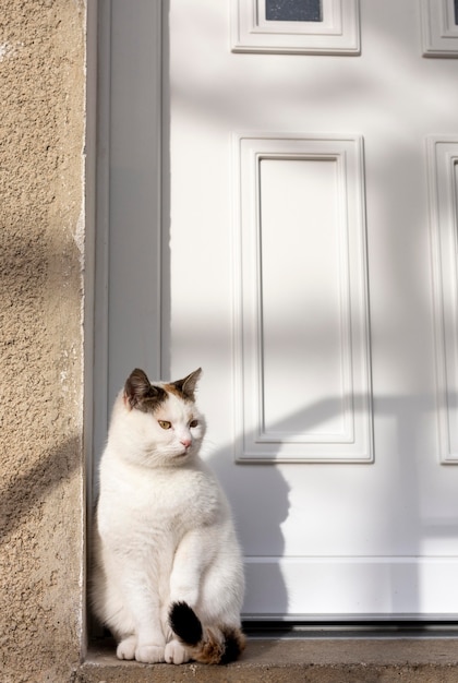 Katze, die nahe Tür in der Sonne sitzt