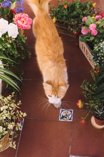 Katze geht zwischen Pflanzen