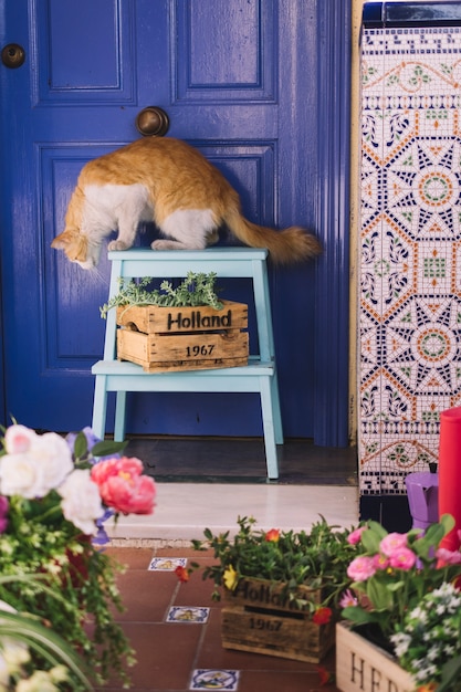 Kostenloses Foto katze im dekorativen garten