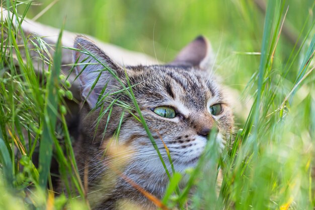 Katze im Gras