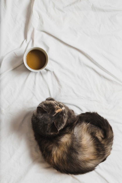 Katze in der Nähe von heißem Getränk