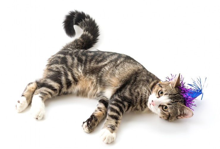 Kostenlose Foto katze mit partyhut