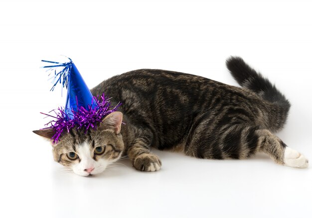 Katze mit Partyhut