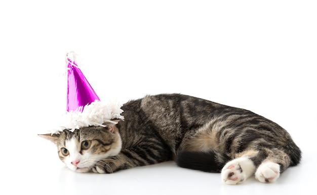 Katze mit Partyhut