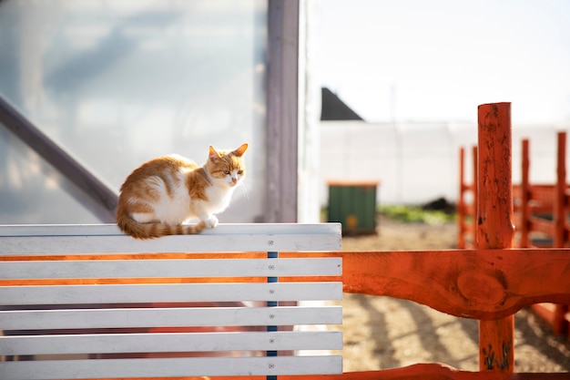 Kostenloses Foto katze sitzt an einem sonnigen tag auf einem bauernhofzaun