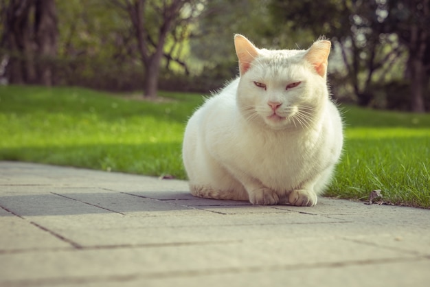 Katze sitzt auf dem Fußweg