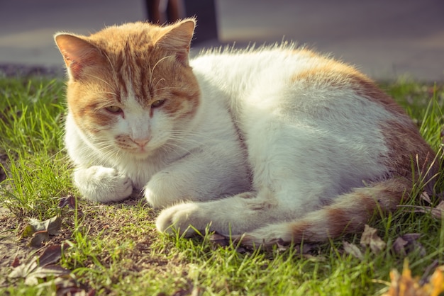 Katze sitzt auf dem Fußweg