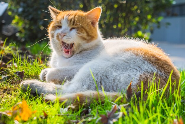 Katze sitzt auf dem Fußweg