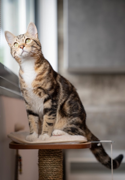 Katze sitzt auf Möbeln und schaut aus dem Fenster.