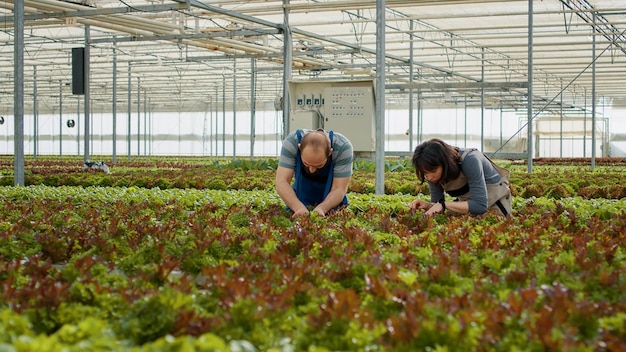 Kaukasische Gewächshausarbeiter, die erntereife Bio-Pflanzen inspizieren und Qualitätskontrollen mit Blick auf die Blätter durchführen. Mann und Frau, die Bio-Pflanzen anbauen und im Gewächshaus nach Schädlingen oder Schäden suchen.