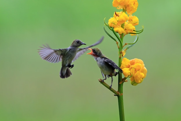 Kemande-Vogel Dicaeum trochileum füttern ihre jungen Kemande-Vogel Dicaeum trochileum fliegendes Futter th