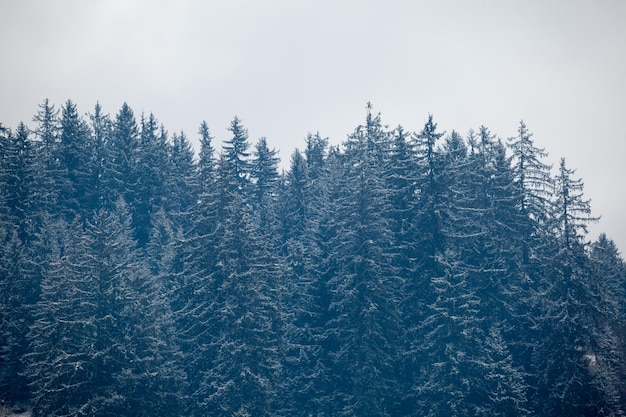 Kiefern auf Bergen im Winter. Außenfoto