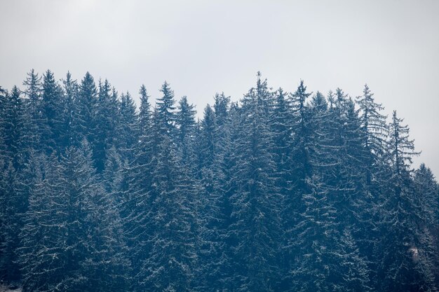 Kiefern auf Bergen im Winter. Außenfoto