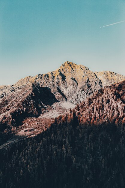 Kiefern und Berge