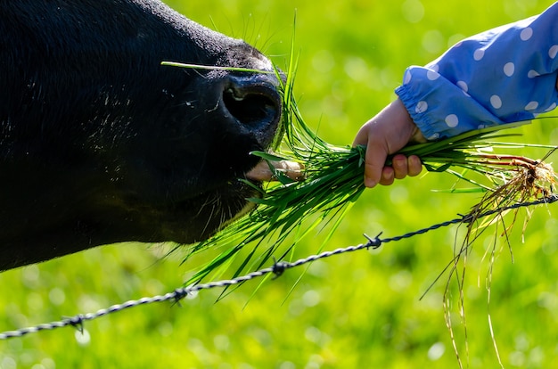 Kind füttert eine schwarze kuh