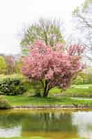 Kostenloses Foto kirschbaum von wasser im garten