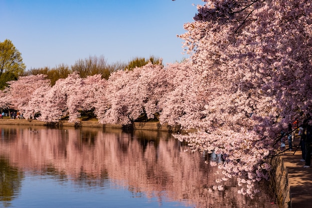 Kirschblüten spiegeln sich während des Kirschblütenfestivals im Gezeitenbecken wider