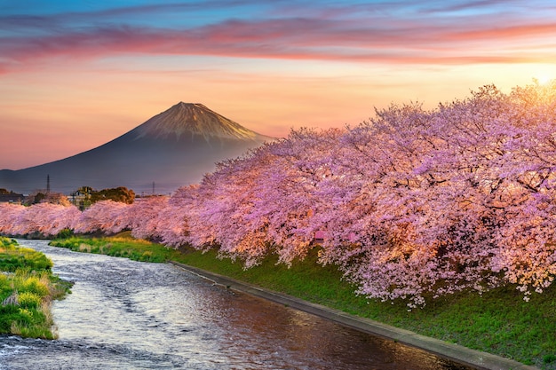Kirschblüten und Fuji-Berg im Frühjahr bei Sonnenaufgang, Shizuoka in Japan.