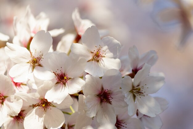 Kirschblütenblüten, die auf einem Baum blühen
