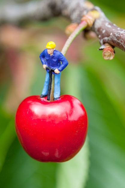 Kirsche und Arbeiter auf einem Kirschbaum