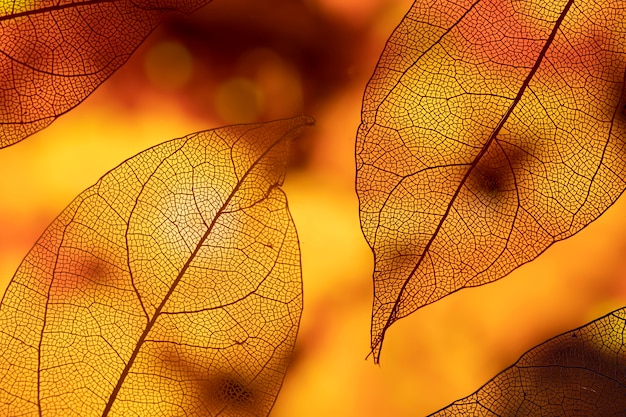 Klarer abstrakter orange Herbstlaub