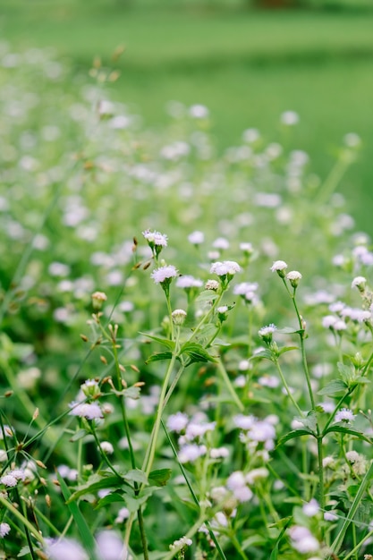 Kostenloses Foto kleine blume im feld