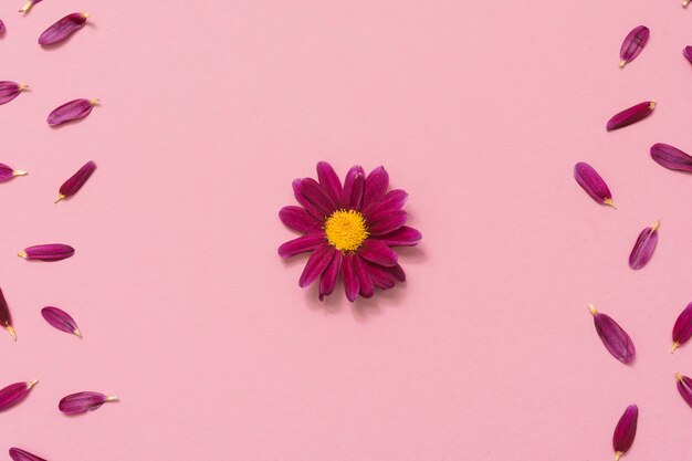 Kleine Blume mit den Blumenblättern auf rosafarbener Tabelle