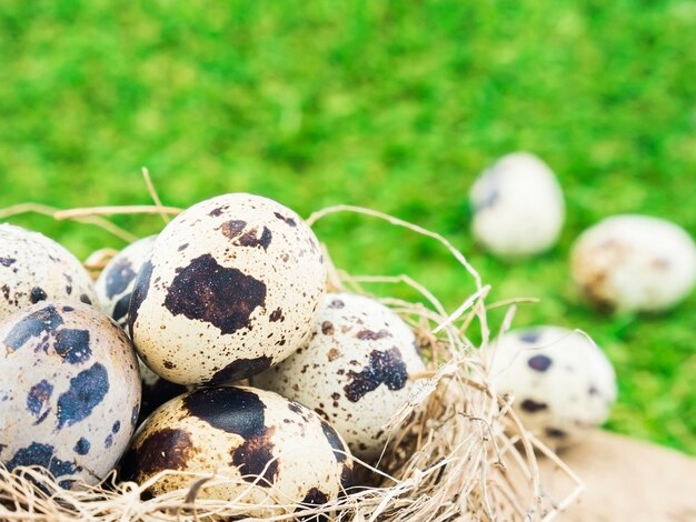 Kleine Eier in einem Vogelnest über Hintergrund des grünen Grases