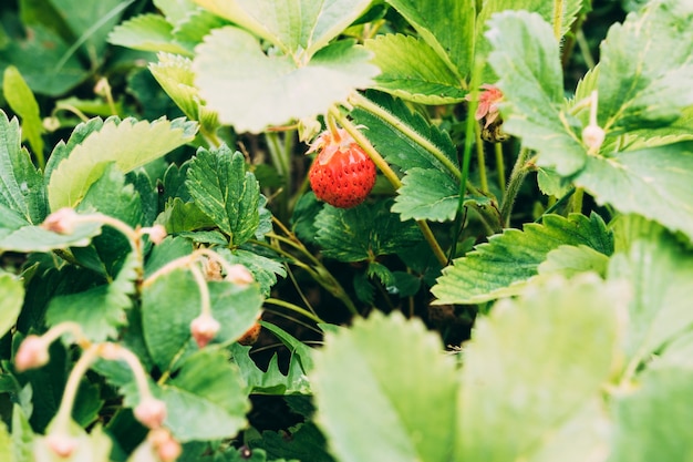 Kleine Erdbeere auf Pflanze