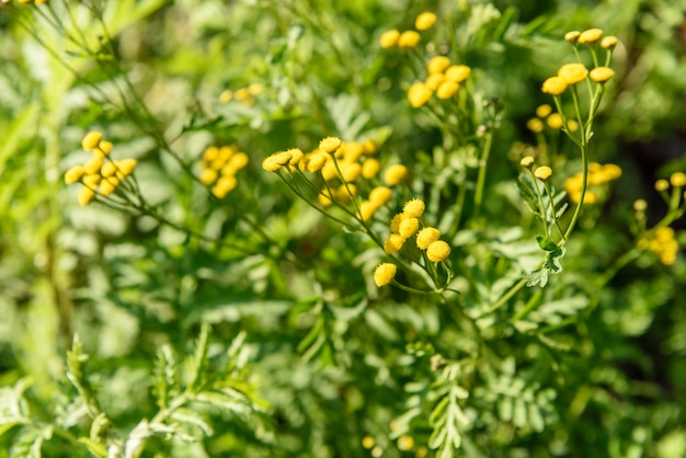 Kostenloses Foto kleine gelbe löwenzahn blumen grünen hintergrund closeup