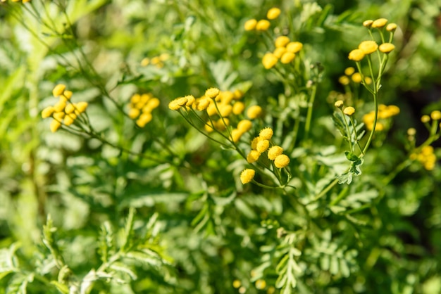 Kleine gelbe Löwenzahn Blumen grünen Hintergrund closeup