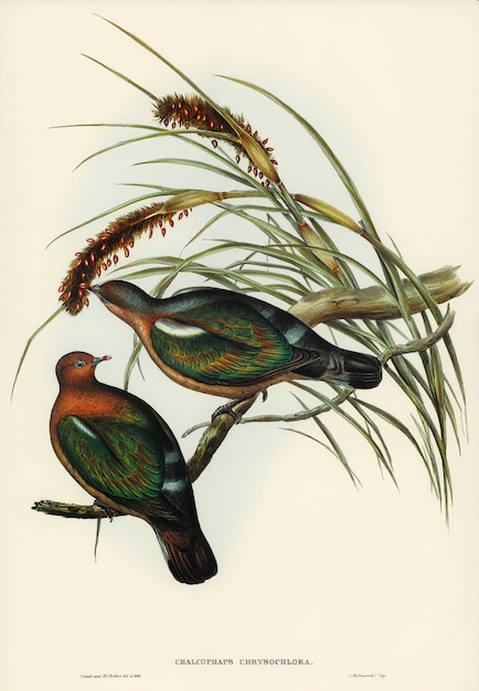 Kostenloses Foto kleine grüne taube (chalcophaps chrysochlora) illustriert von elizabeth gould