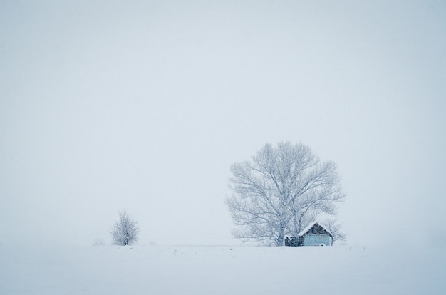 Kleine Hütte vor dem großen Baum, der an einem nebligen Wintertag mit Schnee bedeckt wird