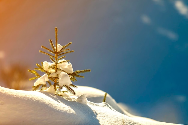 Kleine kiefer mit grünen nadeln bedeckt mit tiefem, frischem, sauberem schnee auf unscharfem blauem kopienraumhintergrund. grußpostkarte der frohen weihnachten und des guten rutsch ins neue jahr.