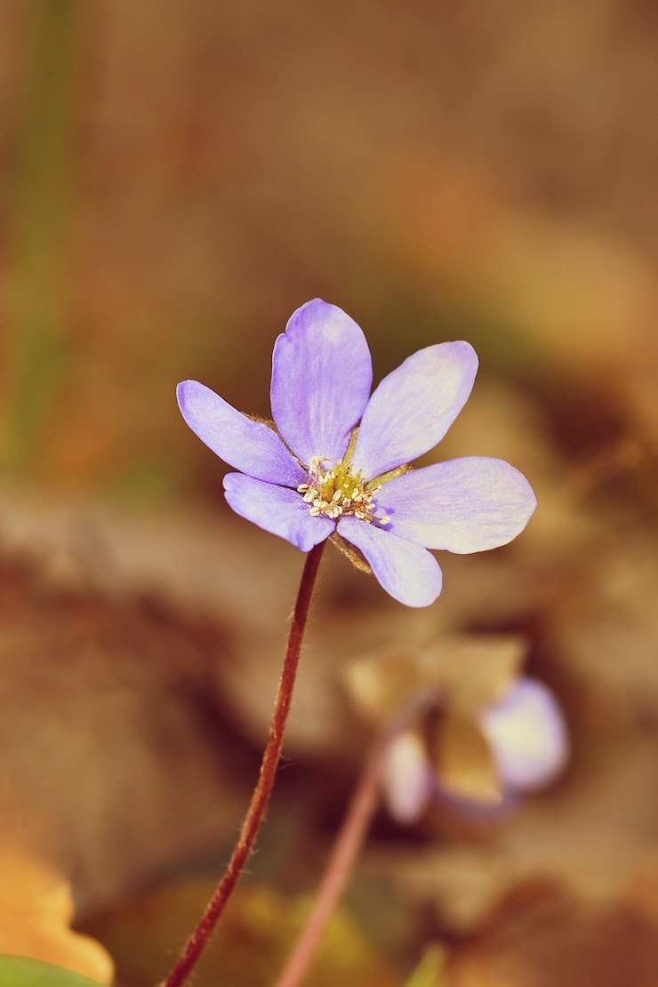 Kostenlose Foto &quot;kleine lila blume&quot;