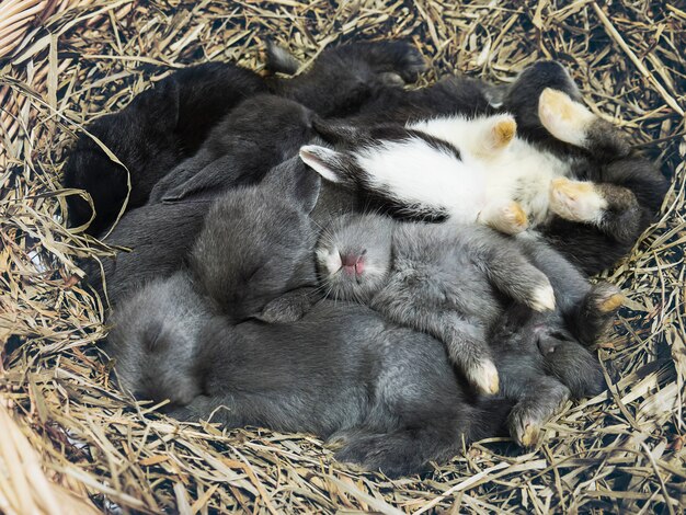 Kostenloses Foto kleine reizende kleine lokale thailändische kaninchen