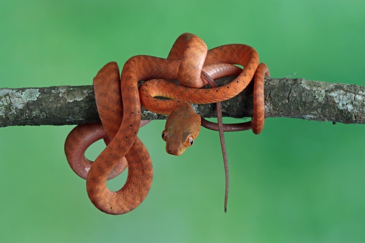 Kostenlose Foto kleine rote boiga-schlange auf einem baum, tier in nahaufnahme auf einem zweig