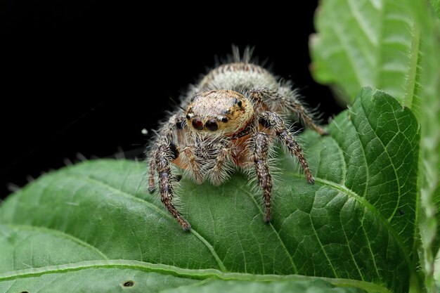 Kleine Spinnennahaufnahme auf grünen Blättern mit schwarzem Hintergrund