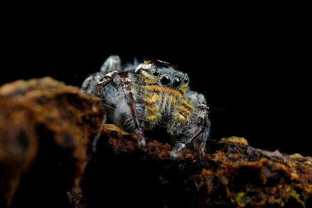 Kleine Springspinne Nahaufnahme auf Rinde Springende Spinne Nahaufnahme