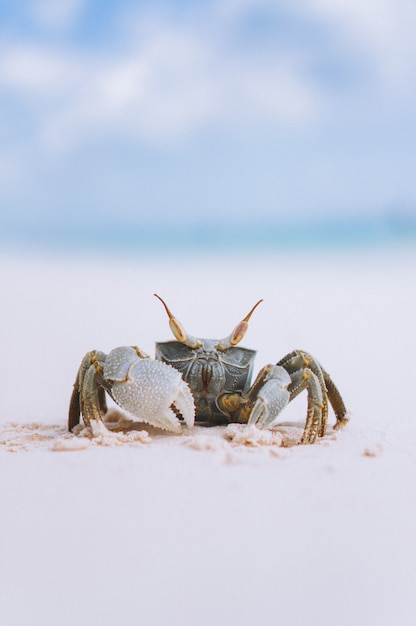 Kleine süße Krabbe am Strand am Meer