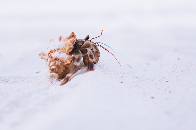 Kleine süße Krabbe am Strand am Meer