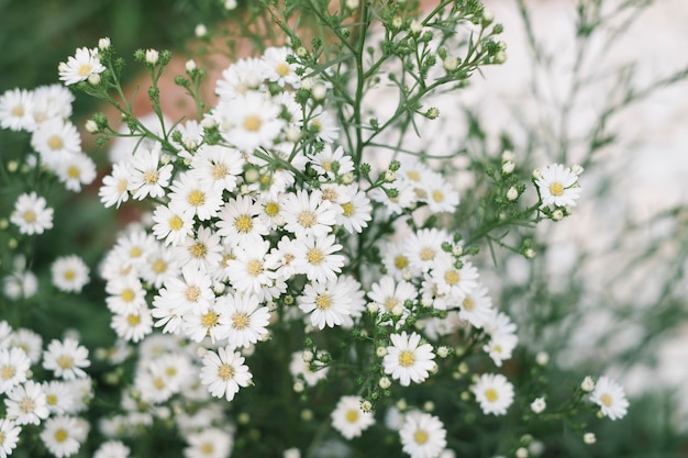 kleine weiße Grasblume im Garten