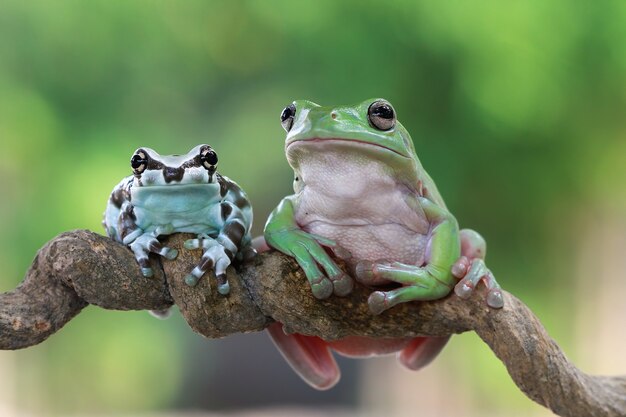 Kleiner Amazonas-Milchfrosch und plumper Frosch auf Ast