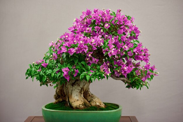 Kleiner Bonsai-Baum mit rosa Blumen