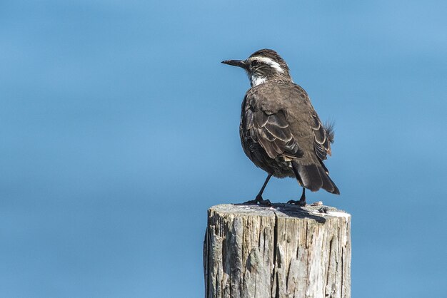 Kleiner brauner Stout-billed Cinclodes-Vogel, der auf dem Holz steht