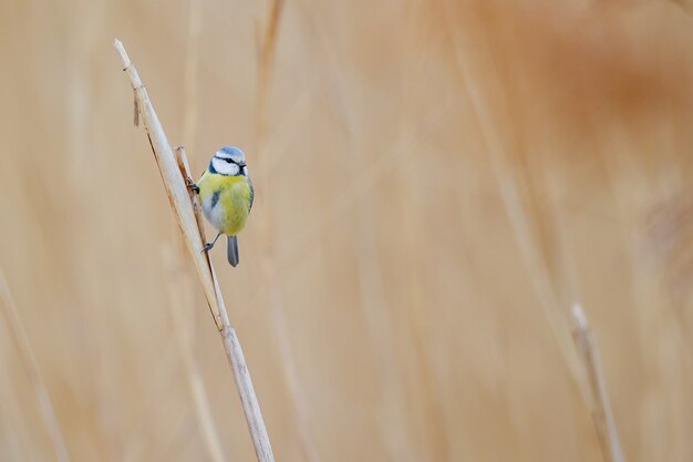 Kleiner bunter Vogel, der auf dem trockenen Gras steht