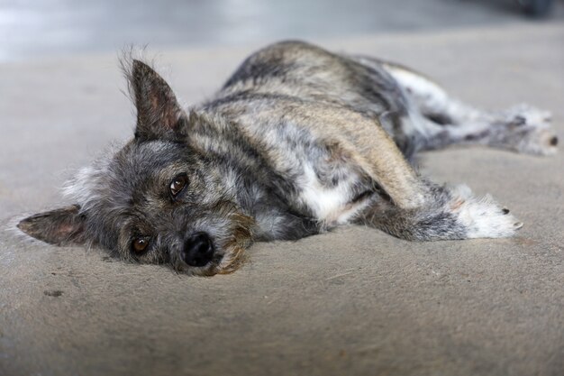 Rückansicht der lustigen siberian husky welpen, die auf boden gegen