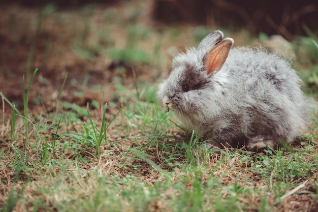 Kleiner Hase.