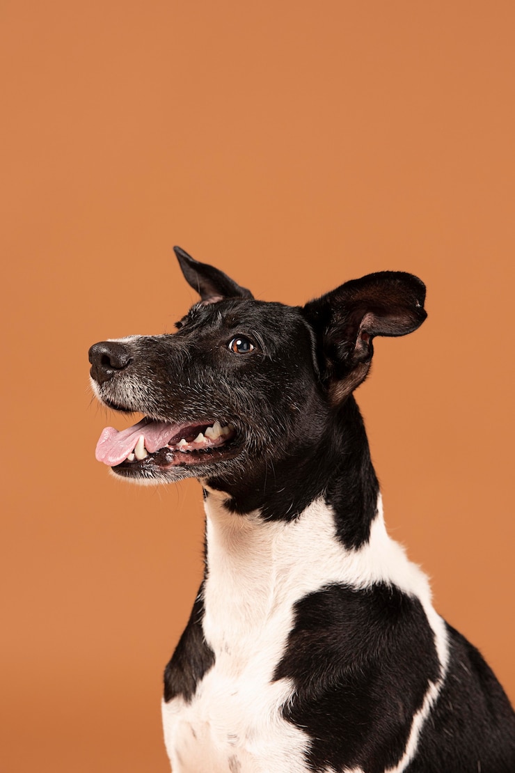 Kostenlose Foto kleiner hund, der in einem studio liebenswert ist