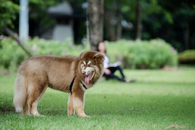 kleiner Hund in einem Park im Freien. Lebensstil-Porträt.